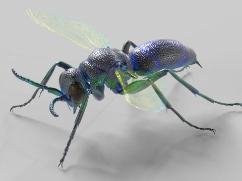 Cuckoo Wasps 3D Model