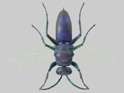 Cuckoo Wasps 3D Model