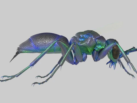 Cuckoo Wasps 3D Model