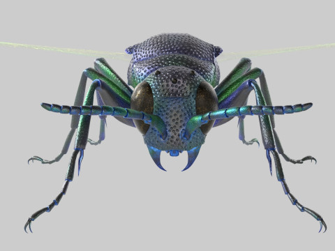 Cuckoo Wasps 3D Model