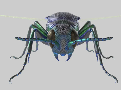Cuckoo Wasps 3D Model