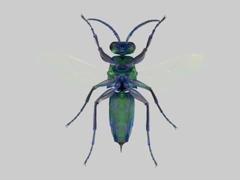 Cuckoo Wasps 3D Model