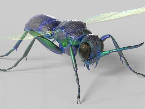 Cuckoo Wasps 3D Model
