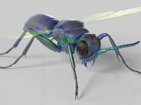 Cuckoo Wasps 3D Model