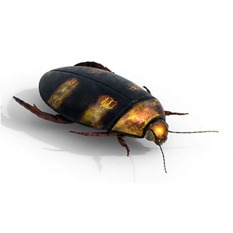 Cybister japonicus 3D 모델 .c4d .max .obj .3ds .fbx .stl .blend 