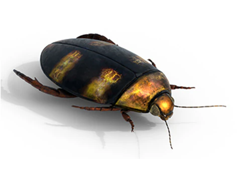 साइबिस्टर जैपोनिकस 3D मॉडल