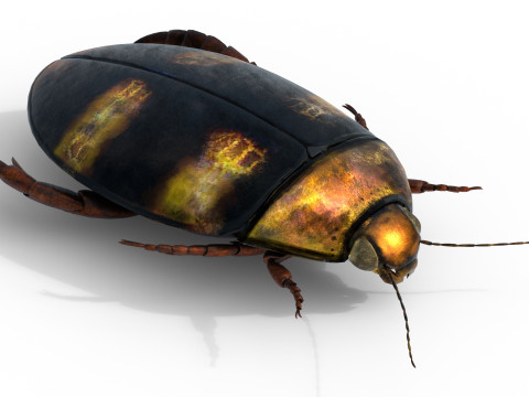 Cybister japonicus 3D 모델