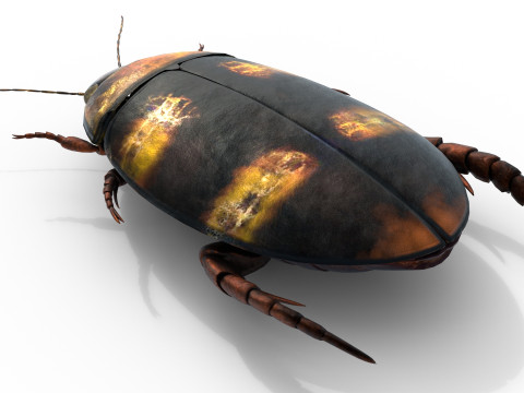 Cybister japonicus 3D 모델