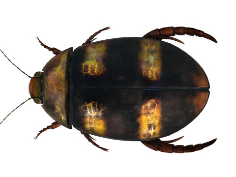 Cybister japonicus 3D 모델
