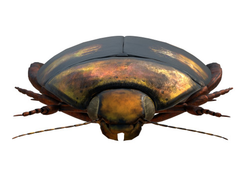 Cybister japonicus 3D 모델