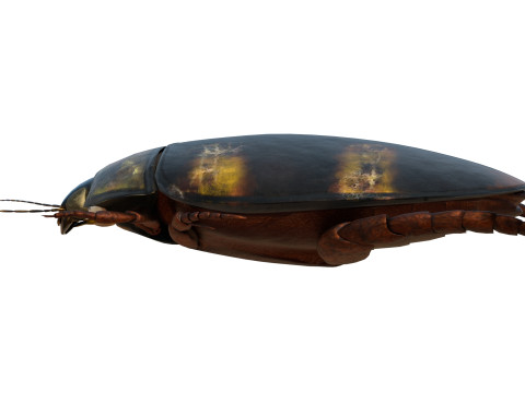 Cybister japonicus 3D 모델