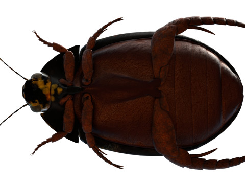 Cybister japonicus 3D 모델