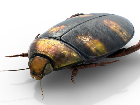 Cybister japonicus 3D 모델