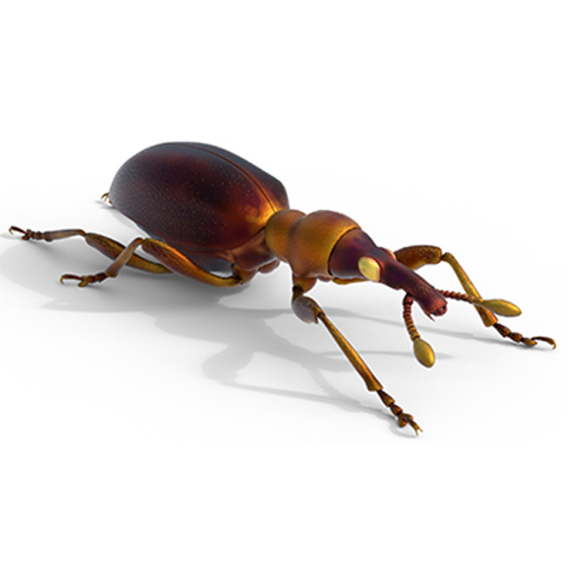Cylas formicarius beetle 3D Model .c4d .max .obj .3ds .fbx .stl .blend 