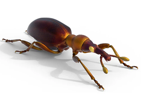 Scarabeo Cylas formicarius Modello 3D