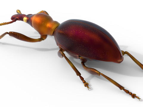 Cylas formicarius beetle 3D Model