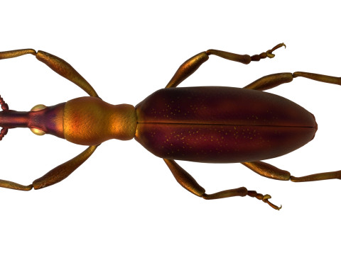 Cylas formicarius beetle 3D Model