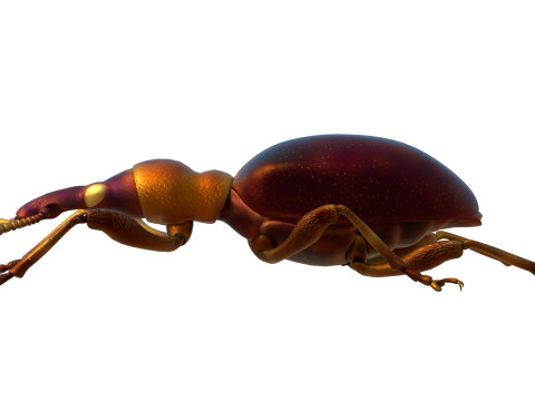 Cylas formicarius beetle 3D Model