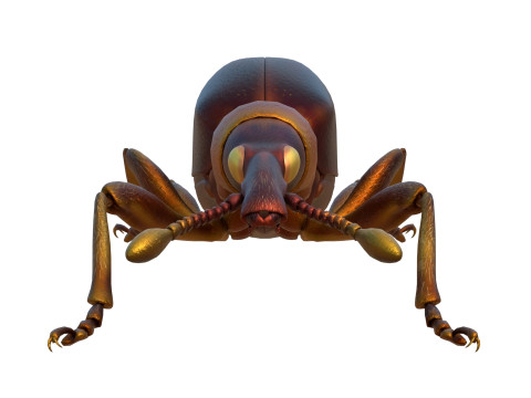 Cylas formicarius beetle 3D Model