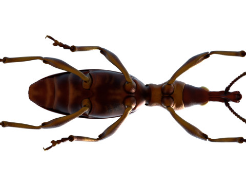 Cylas formicarius beetle 3D Model