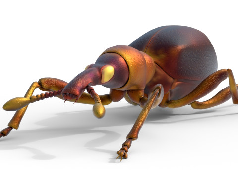 Cylas formicarius beetle 3D Model