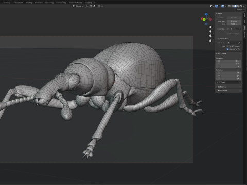 Cylas formicarius beetle 3D Model
