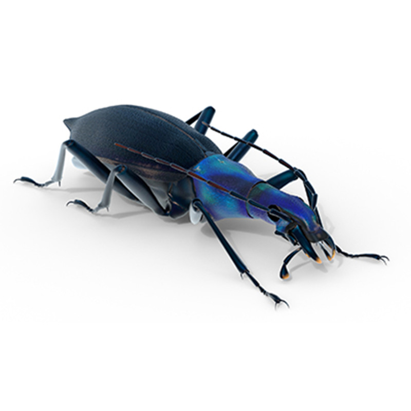 Damaster blaptoides goliath ground beetle Model 3D .c4d .max .obj .3ds .fbx .stl .blend