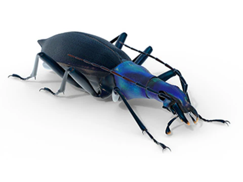 डेमस्टर ब्लैपटोइड्स गोलियथ ग्राउंड बीटल 3D मॉडल