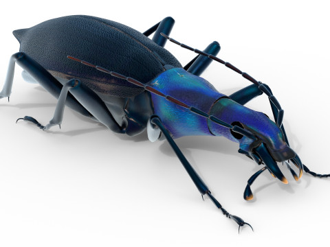 Damaster blaptoides goliath ground beetle Model 3D