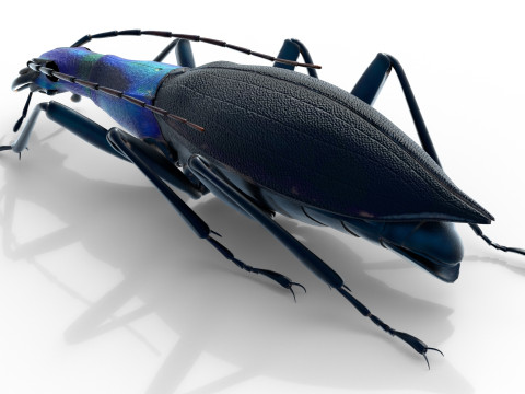 Damaster blaptoides goliath ground beetle Model 3D