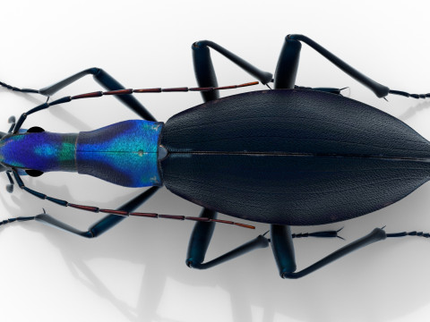 Damaster blaptoides goliath ground beetle Model 3D