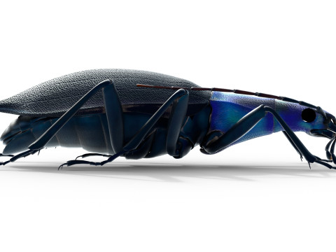Damaster blaptoides goliath ground beetle Model 3D