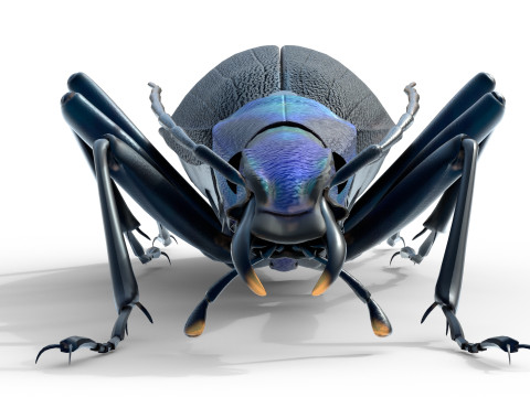 Damaster blaptoides goliath ground beetle Model 3D