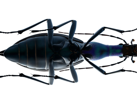 Damaster blaptoides goliath ground beetle Model 3D