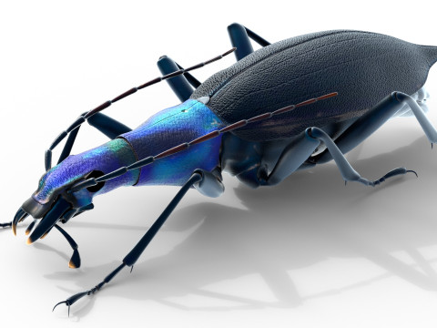 Damaster blaptoides goliath ground beetle Model 3D