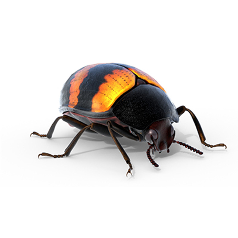 Diaperis boleti beetle 3Dモデル .c4d .max .obj .3ds .fbx .stl .blend 