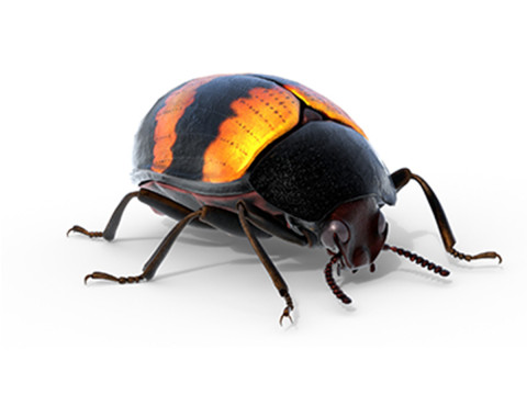 Diaperis boleti beetle 3D 모델