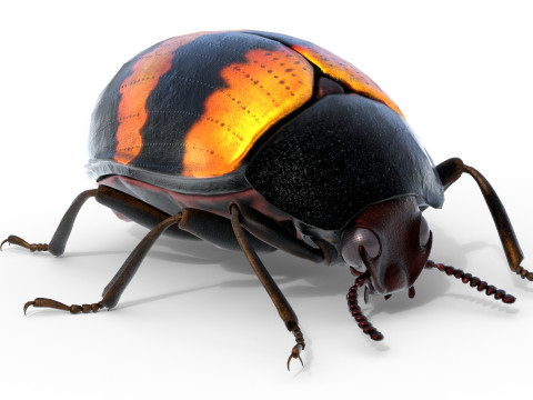 Diaperis boleti beetle 3Dモデル