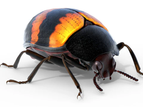 Diaperis boleti beetle 3D Model