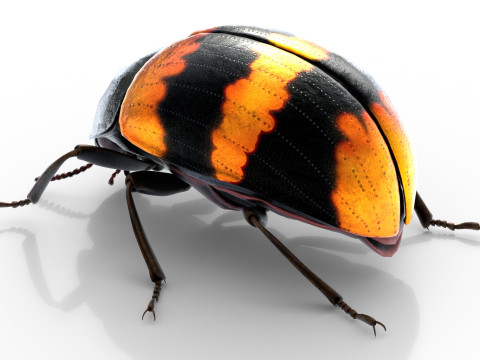 Diaperis boleti beetle 3Dモデル