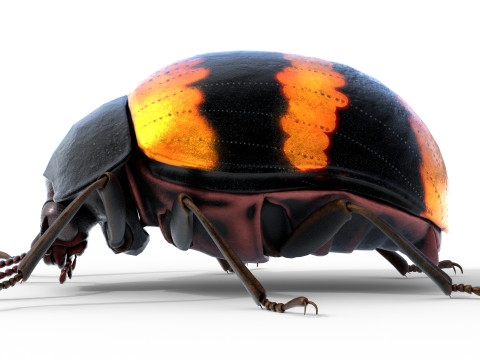 Diaperis boleti beetle 3Dモデル