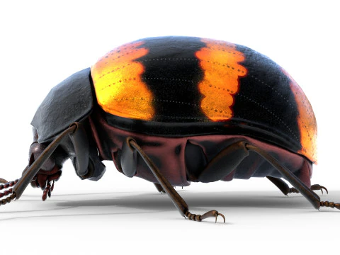 Diaperis boleti beetle 3D Model