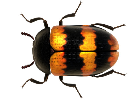 Diaperis boleti beetle 3Dモデル