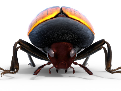 Diaperis boleti beetle 3Dモデル