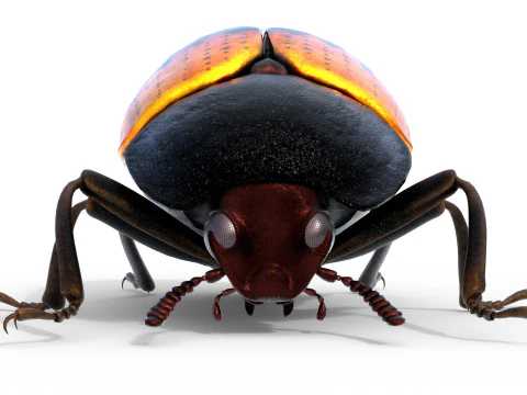 Diaperis boleti beetle 3D Model