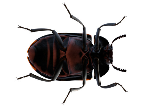 Diaperis boleti beetle 3Dモデル