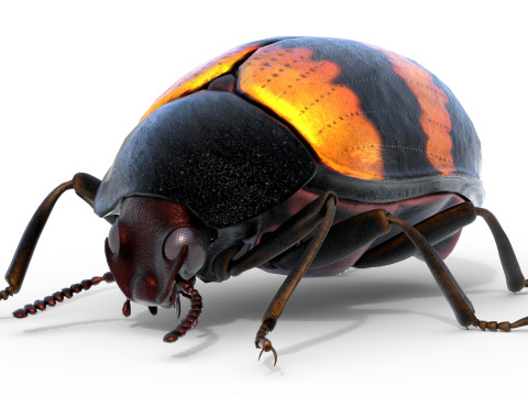 Diaperis boleti beetle 3Dモデル