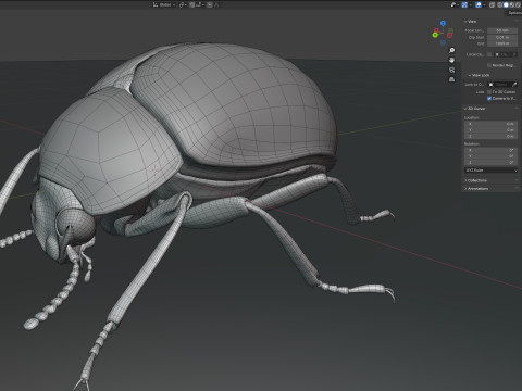 Diaperis boleti beetle 3Dモデル