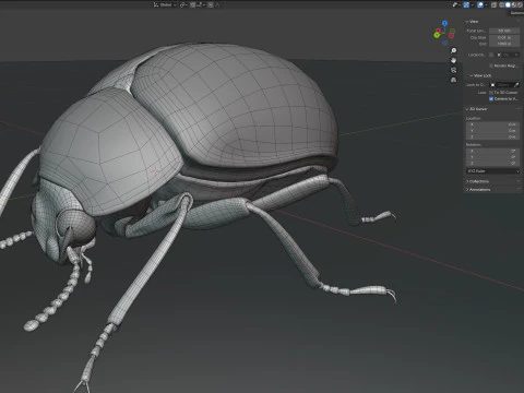 Diaperis boleti beetle 3D Model