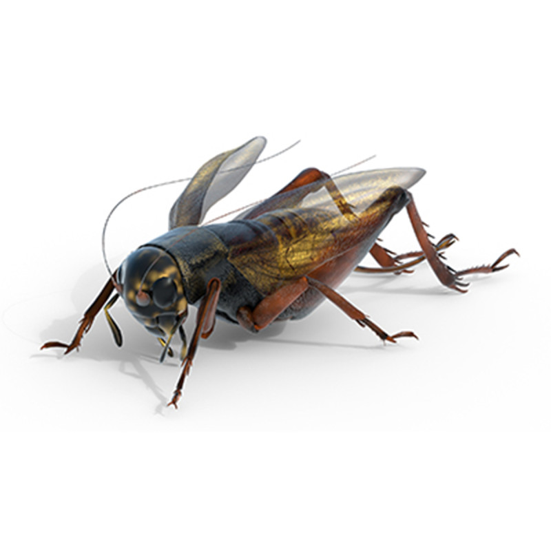 Emma field cricket Modelo 3D .c4d .max .obj .3ds .fbx .stl .blend